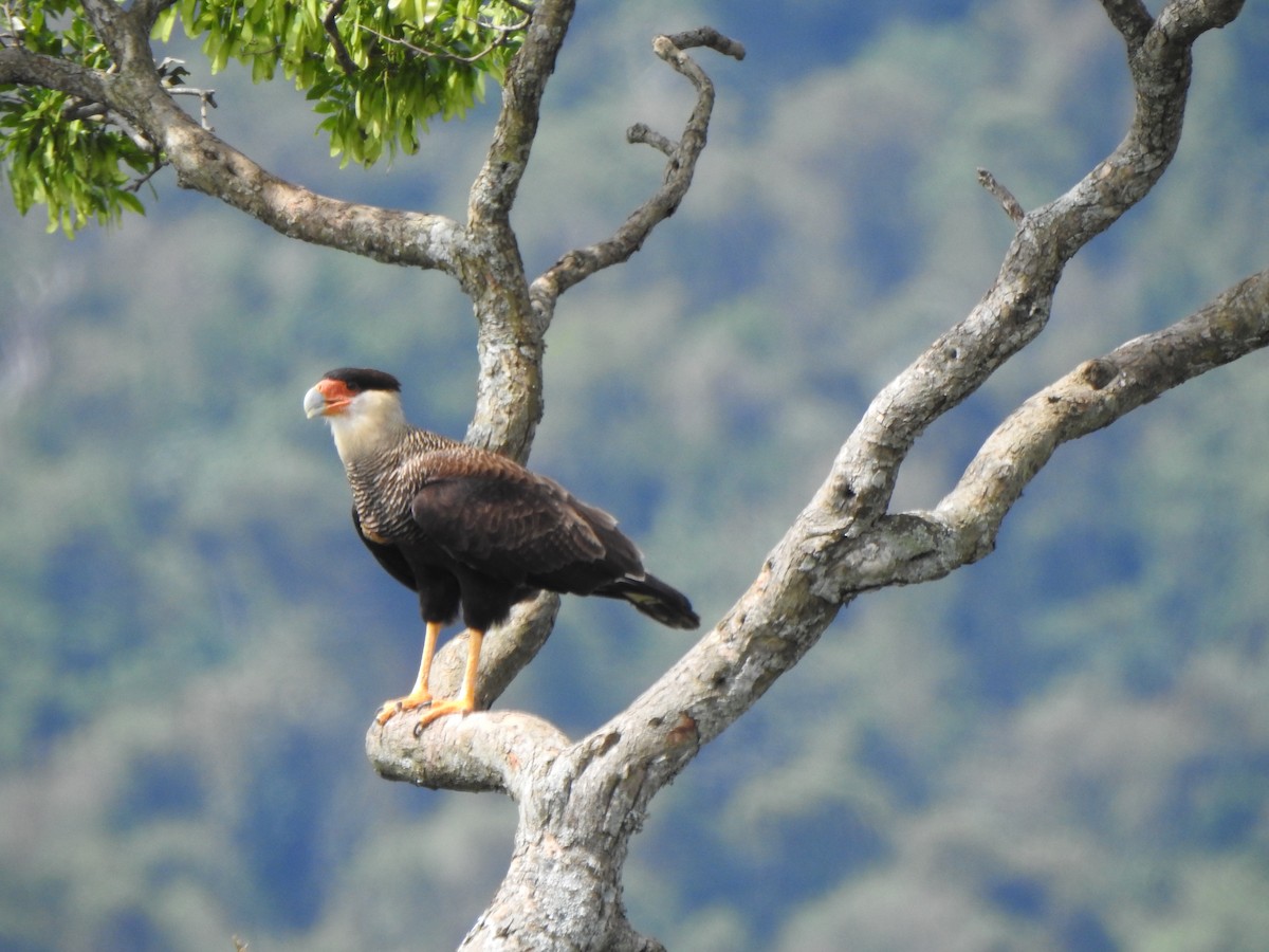 Равнинная каракара - ML644340115