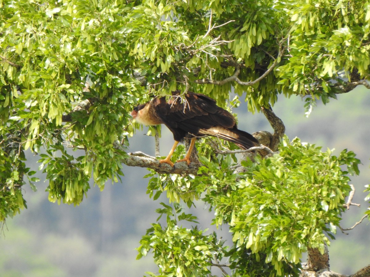 Равнинная каракара - ML644340116