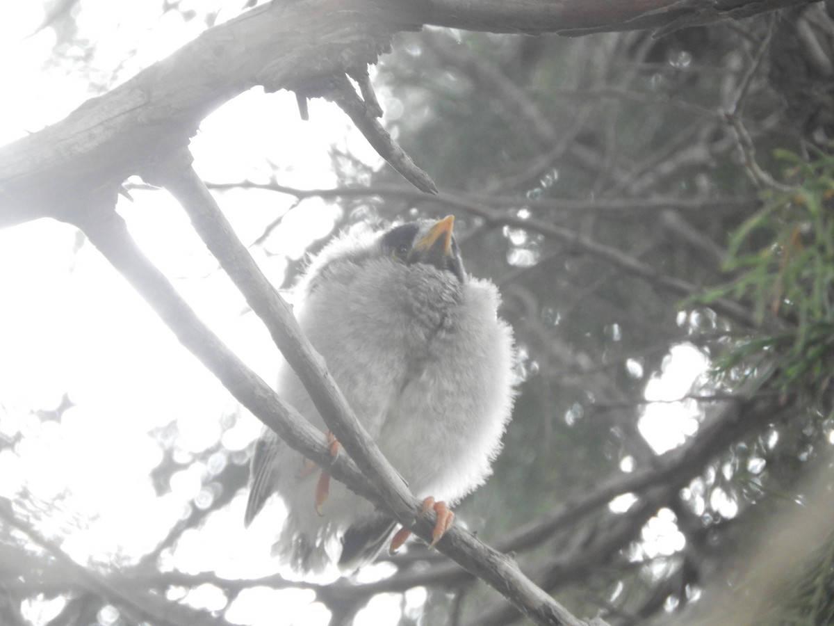 medosavka hlučná - ML644340117