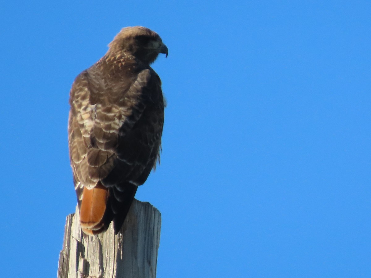 káně rudochvostá - ML644340120