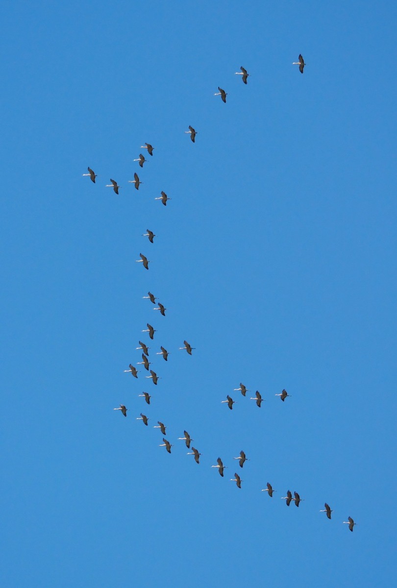 jeřáb kanadský - ML644340121