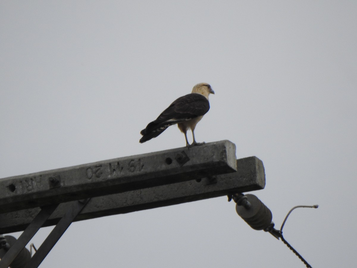 čimango žlutavý - ML644340122