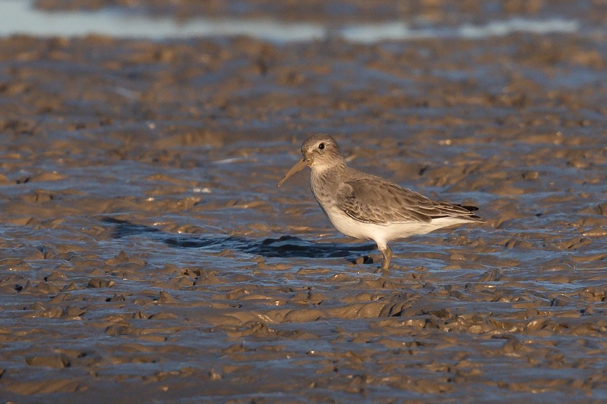 jespák obecný - ML644340123