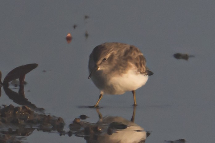 jespák drobný - ML644340124