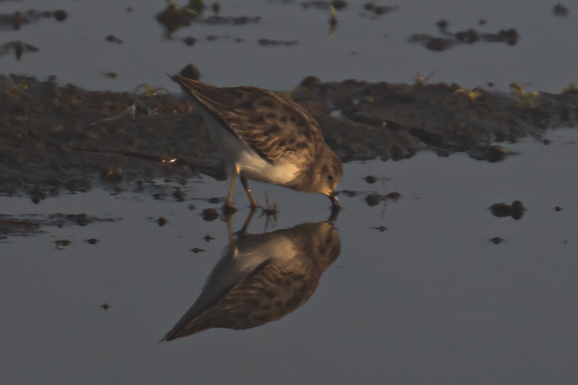 jespák drobný - ML644340125