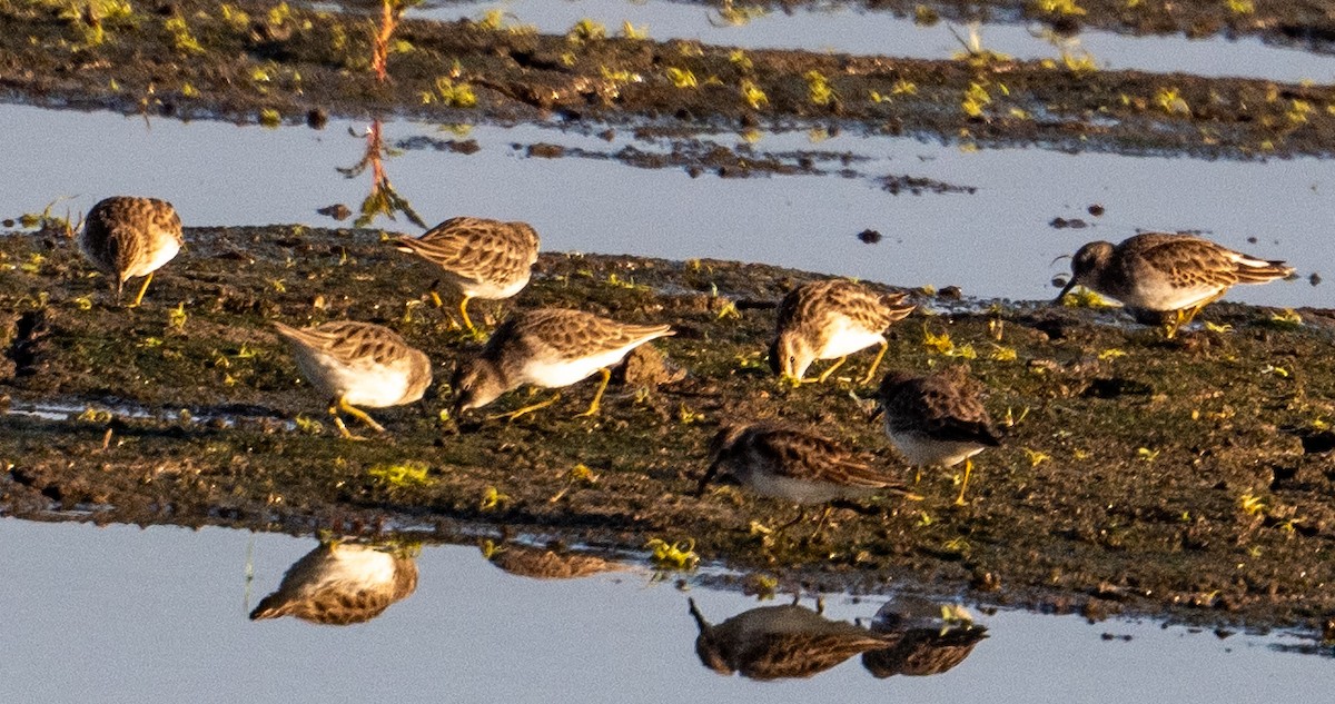 jespák drobný - ML644340126