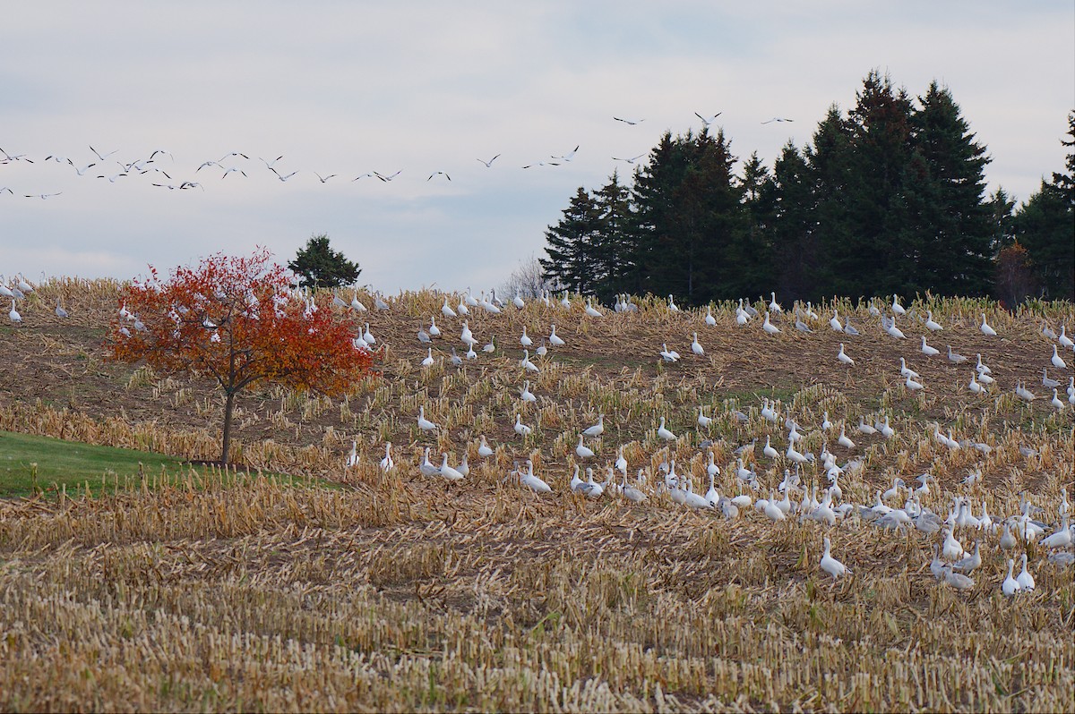 husa sněžní - ML644340127