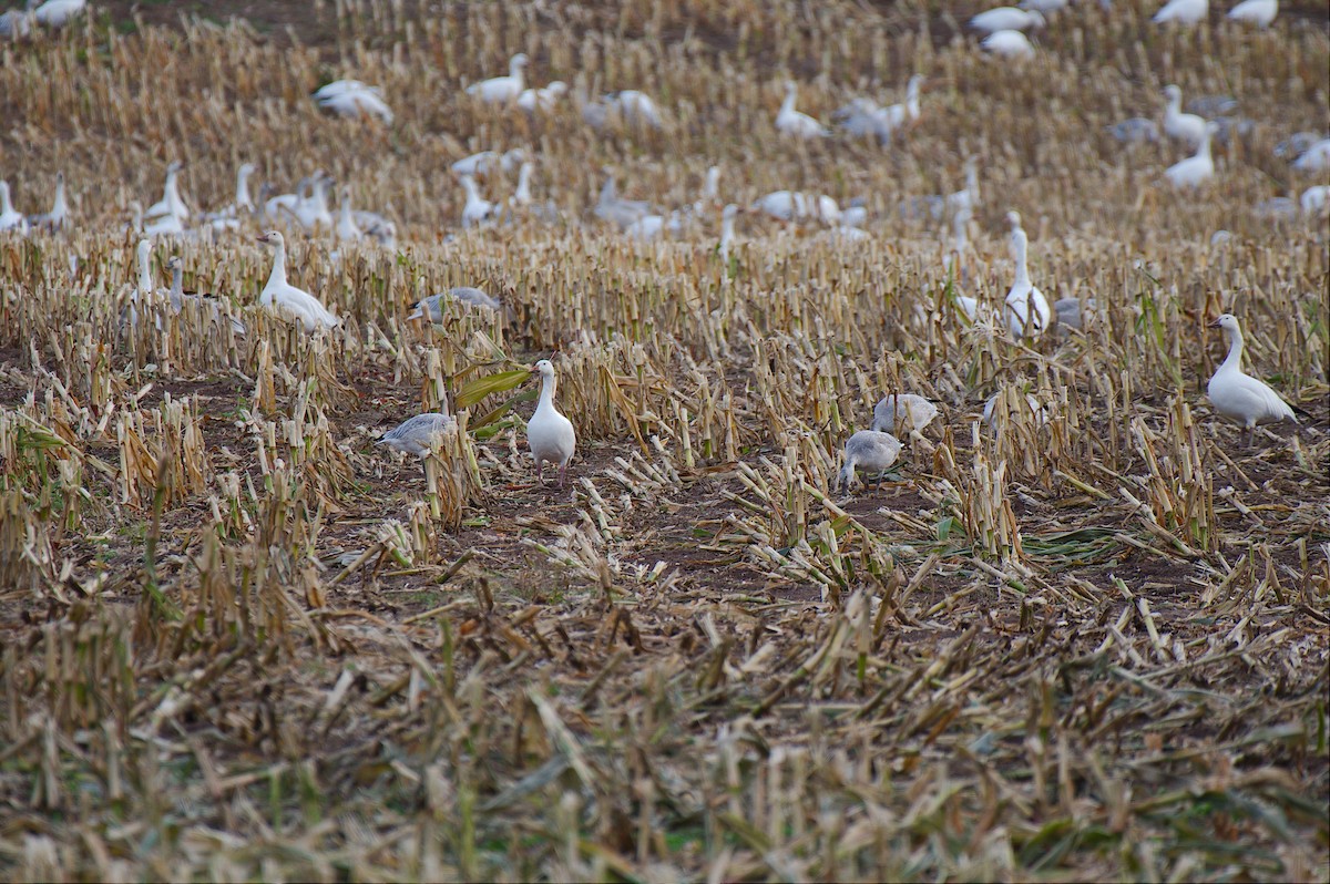 husa sněžní - ML644340128