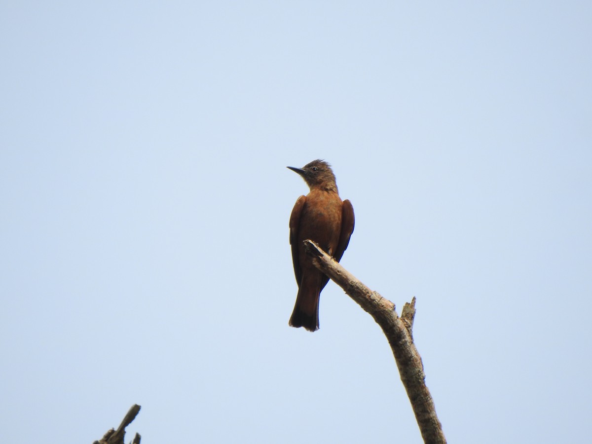 Cliff Flycatcher - ML644340130