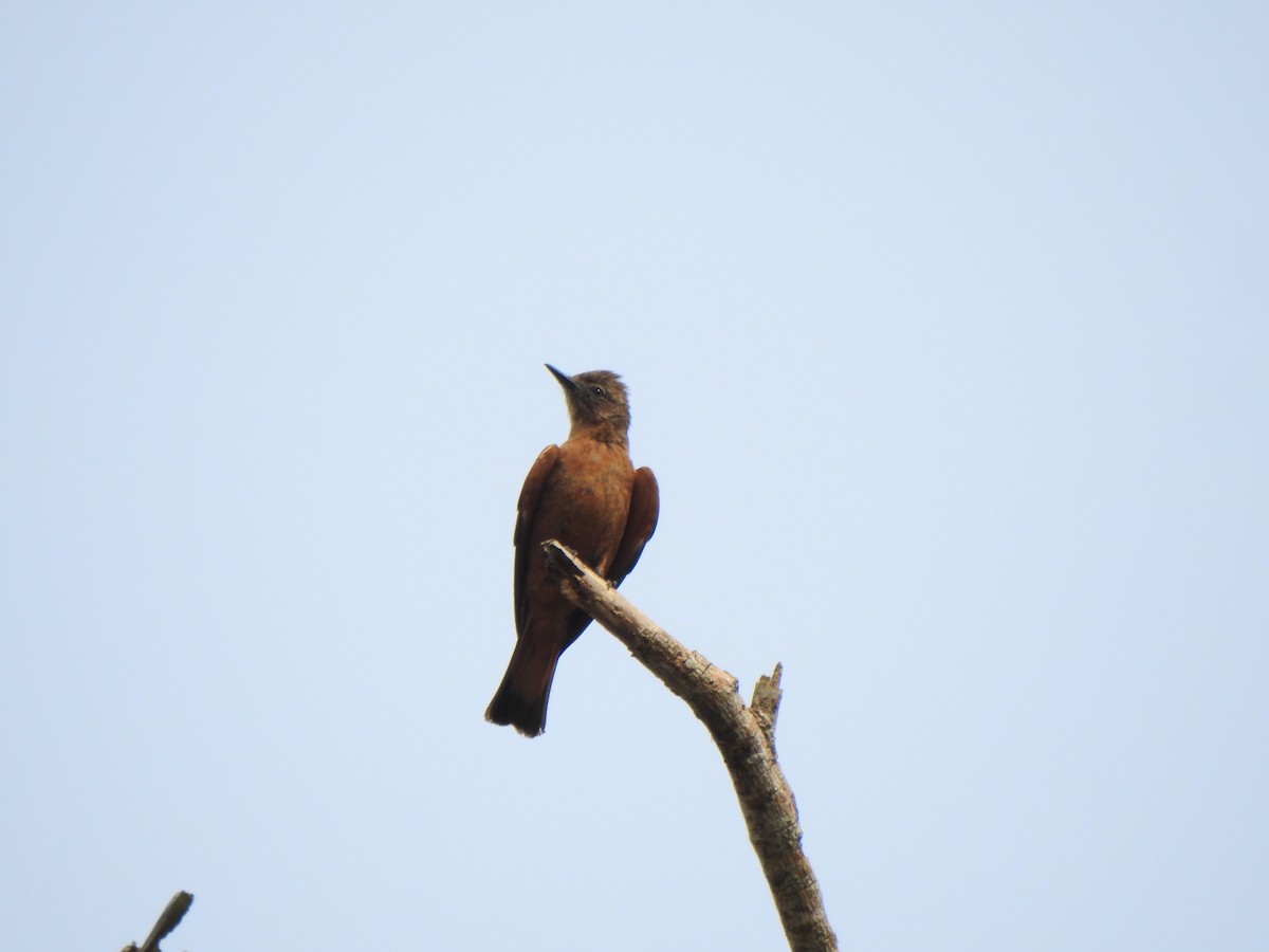 Cliff Flycatcher - ML644340131