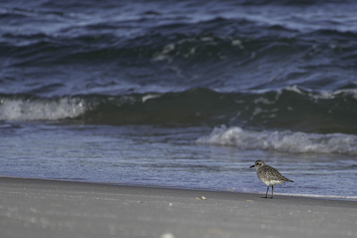 kulík bledý - ML644340133