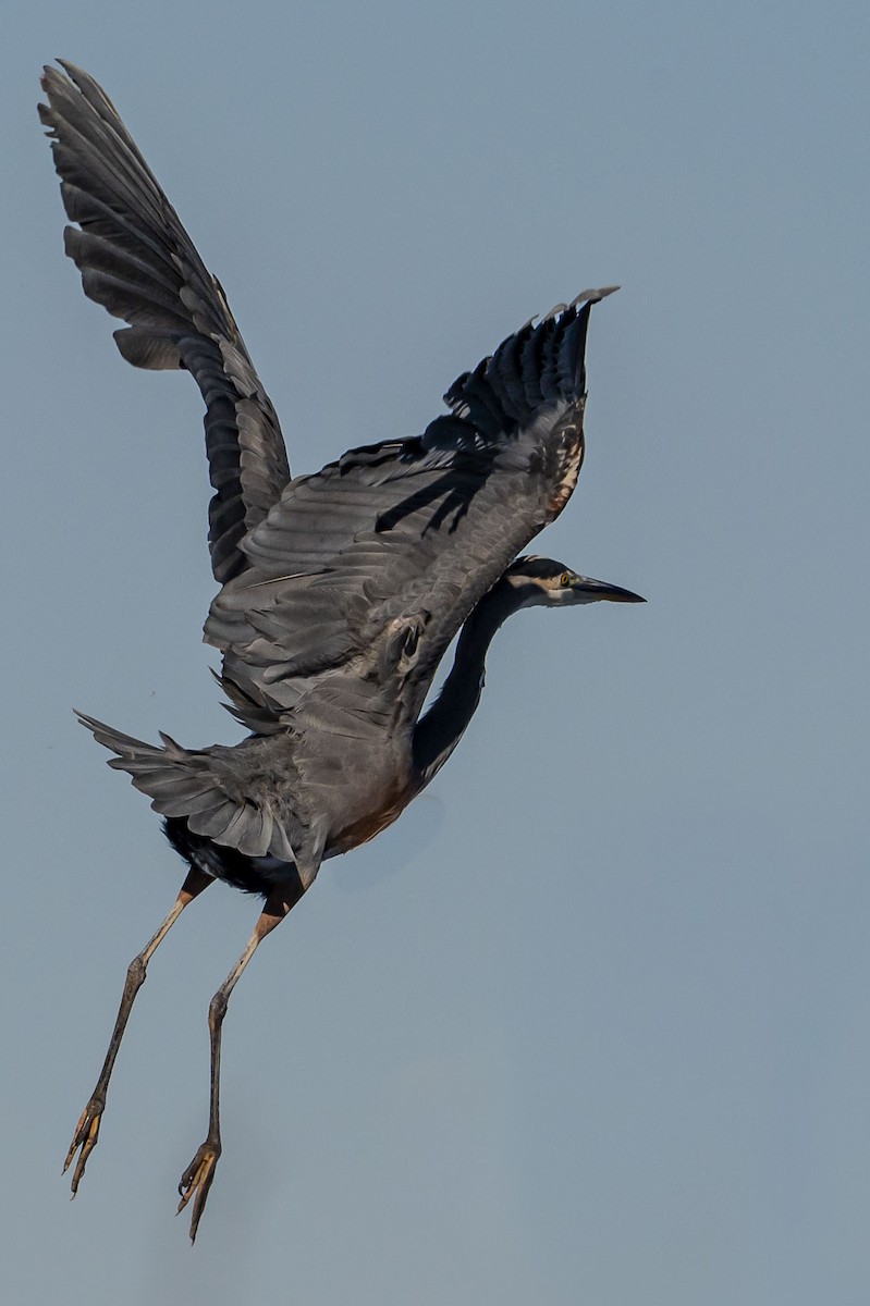 volavka velká - ML644340134