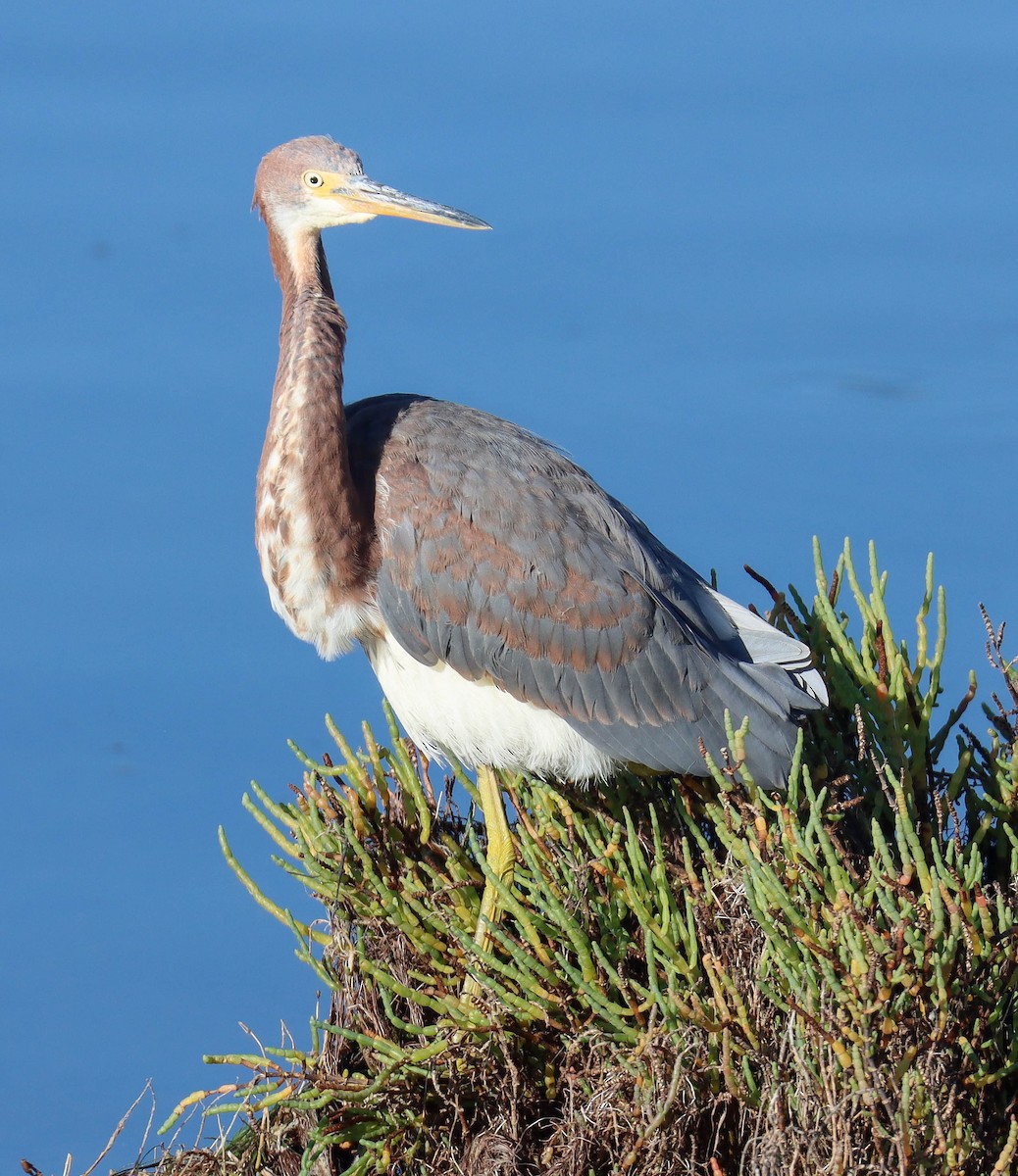 volavka tříbarvá - ML644340135