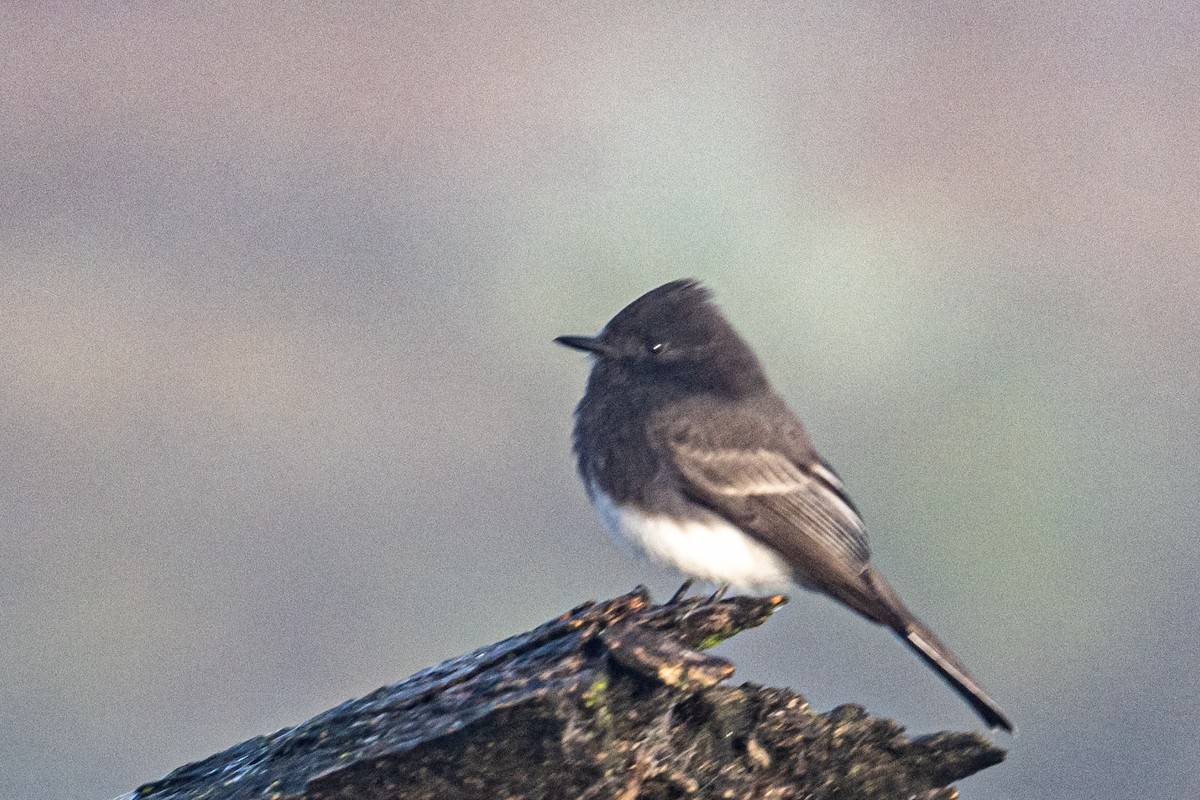 Black Phoebe - ML644340136