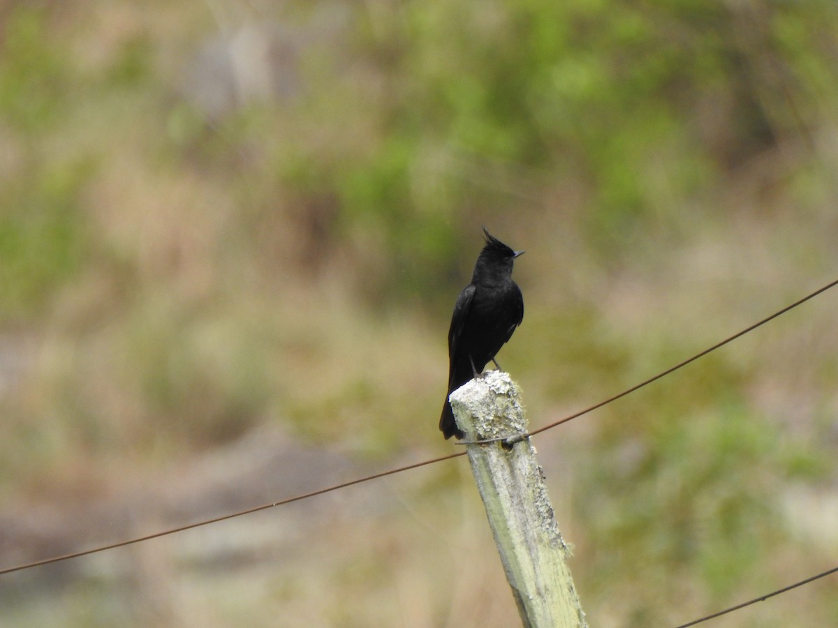 Crested Black-Tyrant - ML644340138
