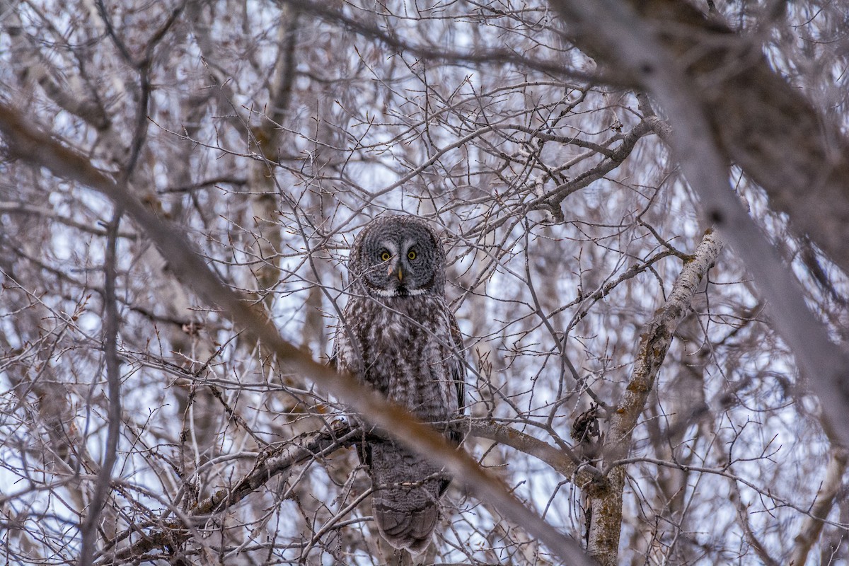 puštík vousatý - ML644340139