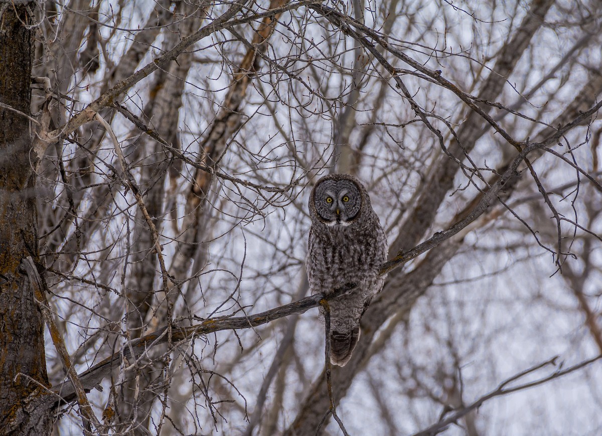 puštík vousatý - ML644340140