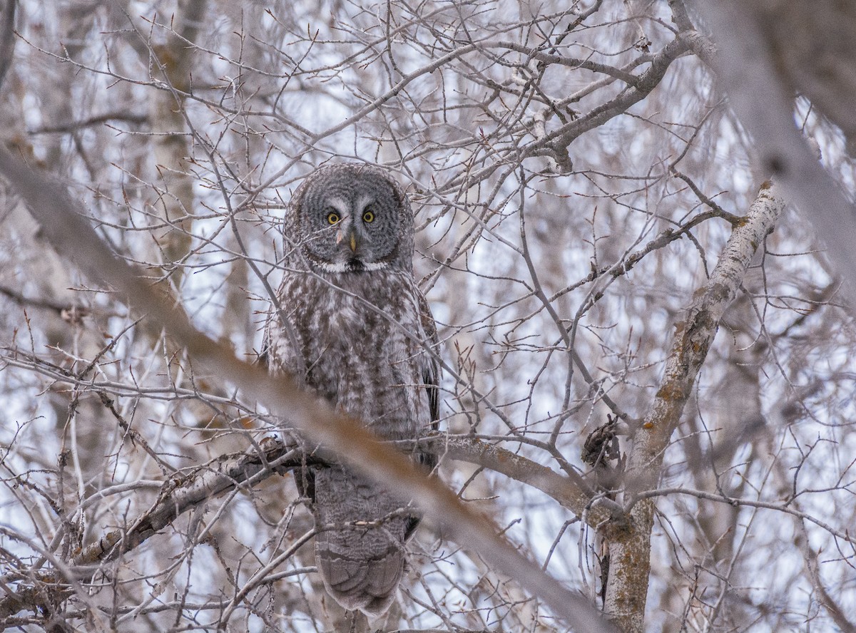 puštík vousatý - ML644340141