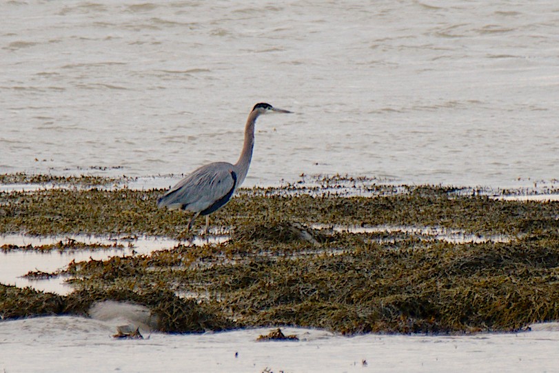 volavka velká - ML644340142