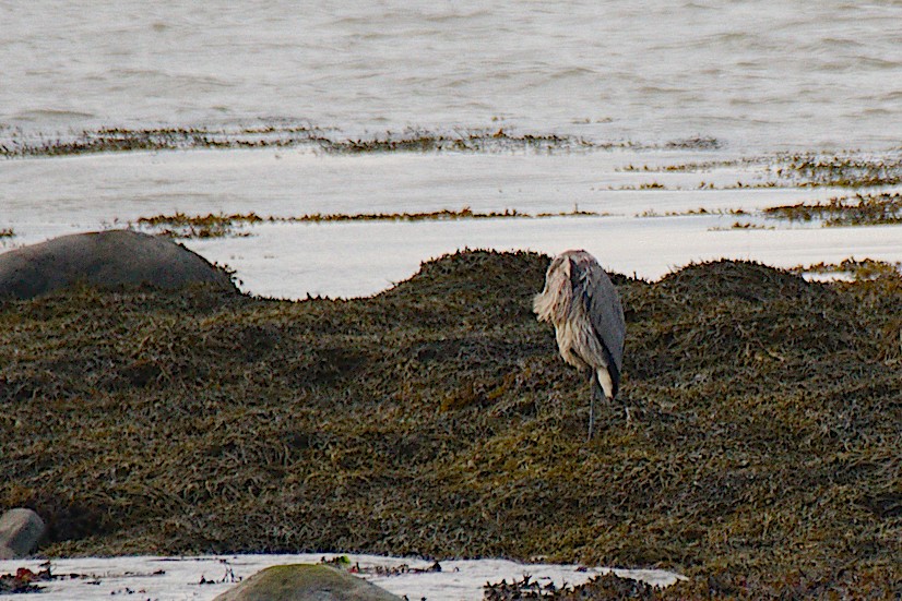 volavka velká - ML644340143