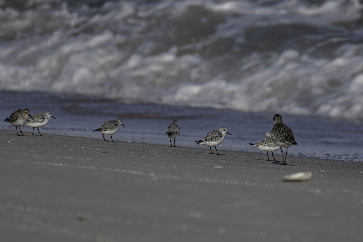 jespák písečný - ML644340144