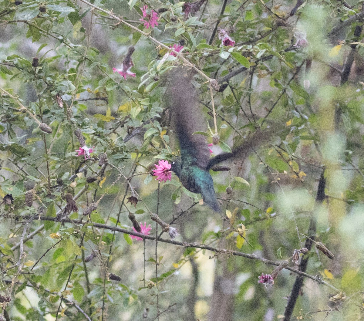 kolibřík modrokřídlý - ML644340146