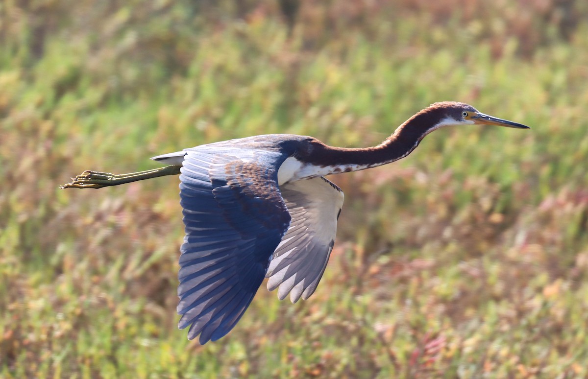 volavka tříbarvá - ML644340147