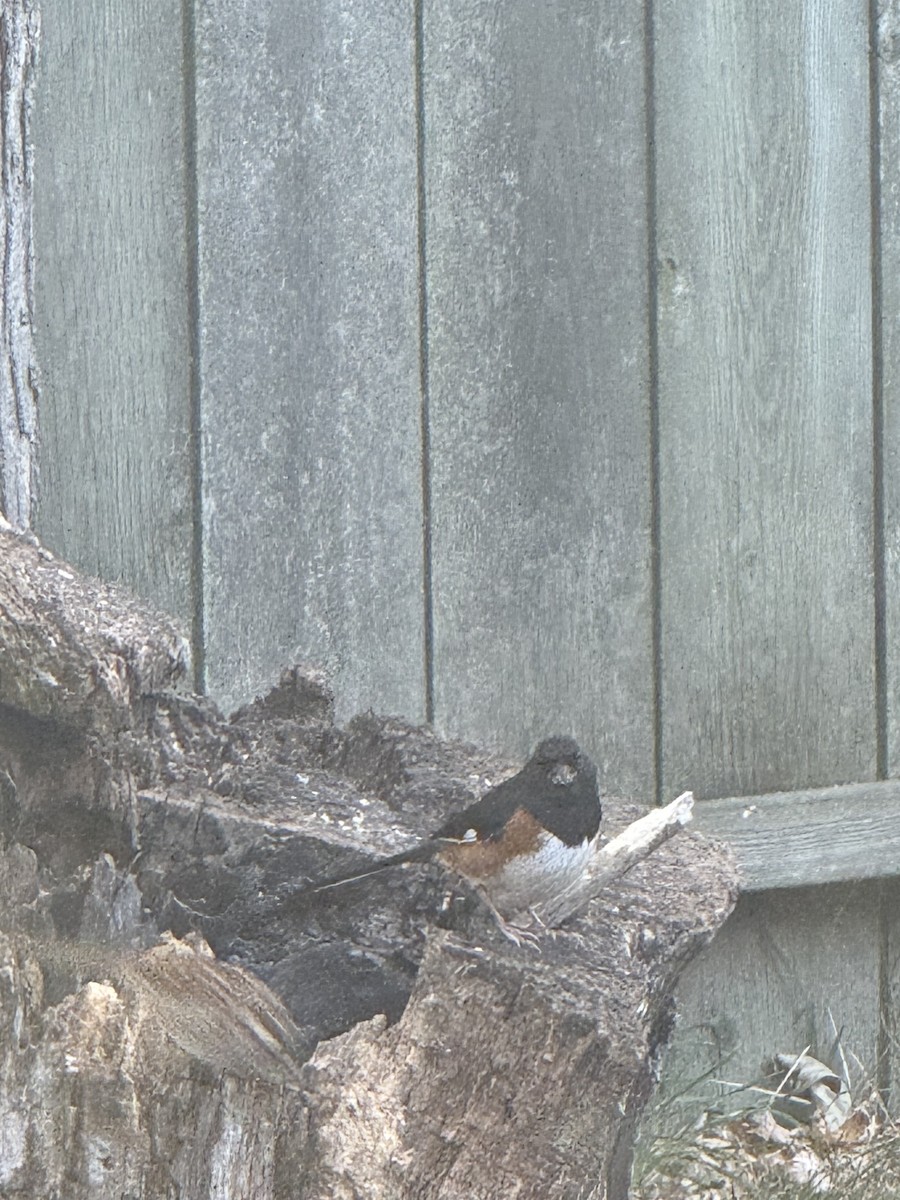 Rötelgrundammer - ML644340153