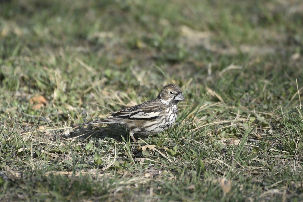 Lark Bunting - ML644340197