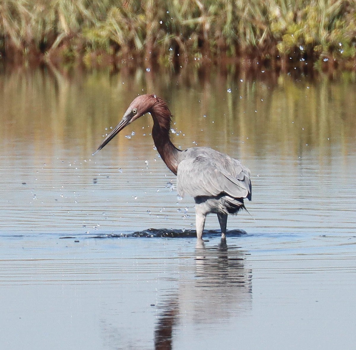 Reddish Egret - ML644340200
