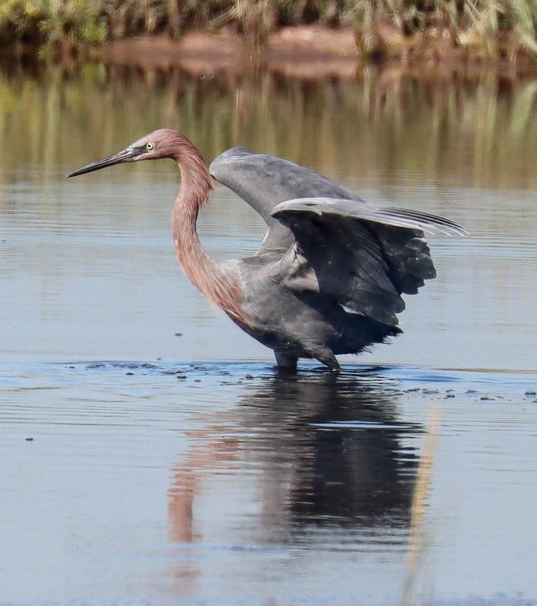 Reddish Egret - ML644340206