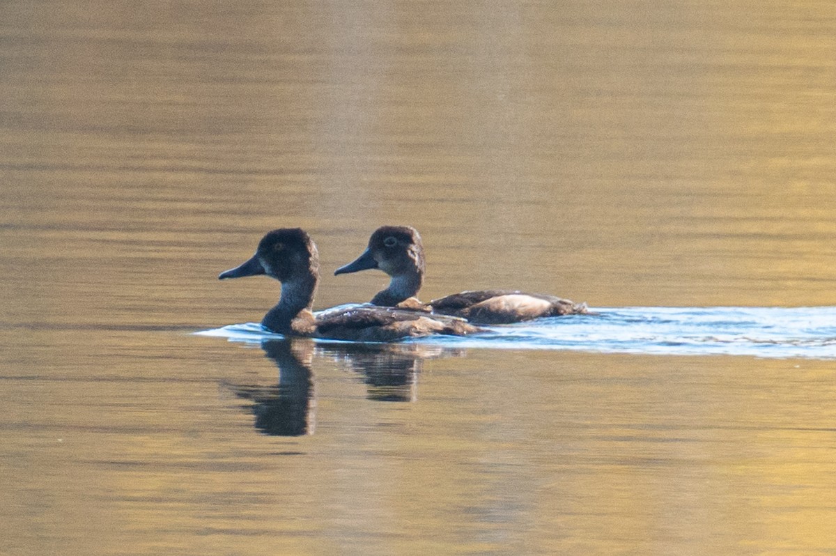 ringand - ML644340213