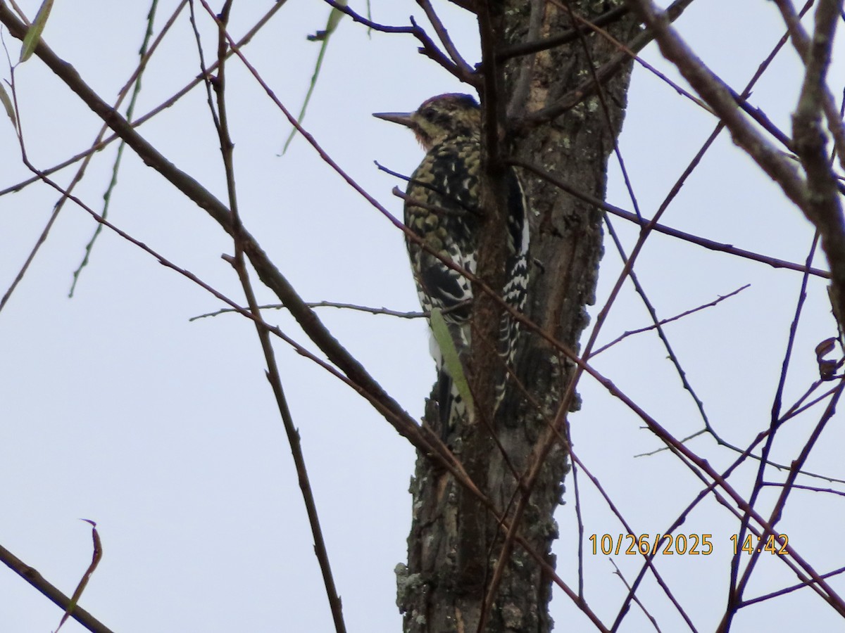 kanadasevjespett - ML644340218