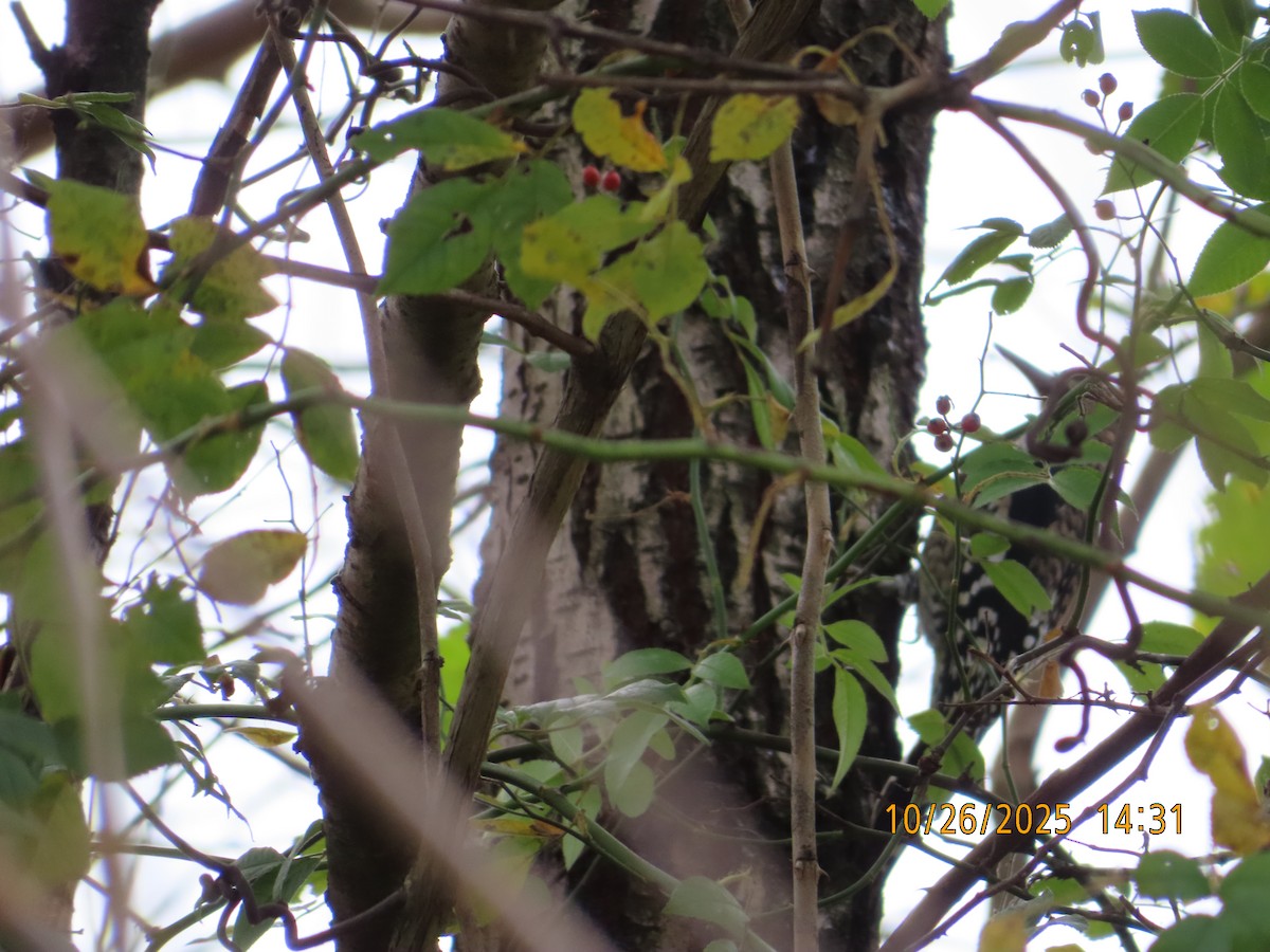 kanadasevjespett - ML644340220