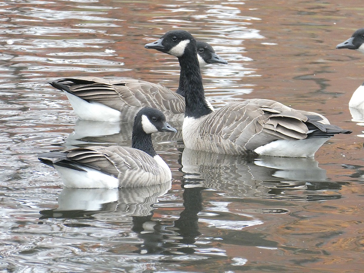 Cackling Goose - ML644340221