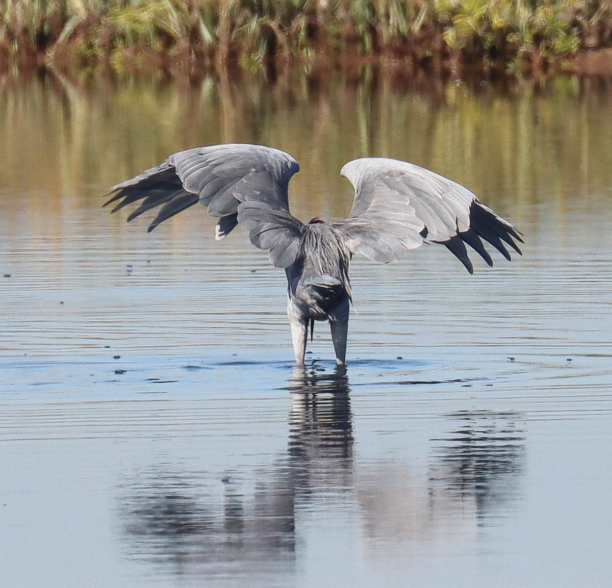 Reddish Egret - ML644340222