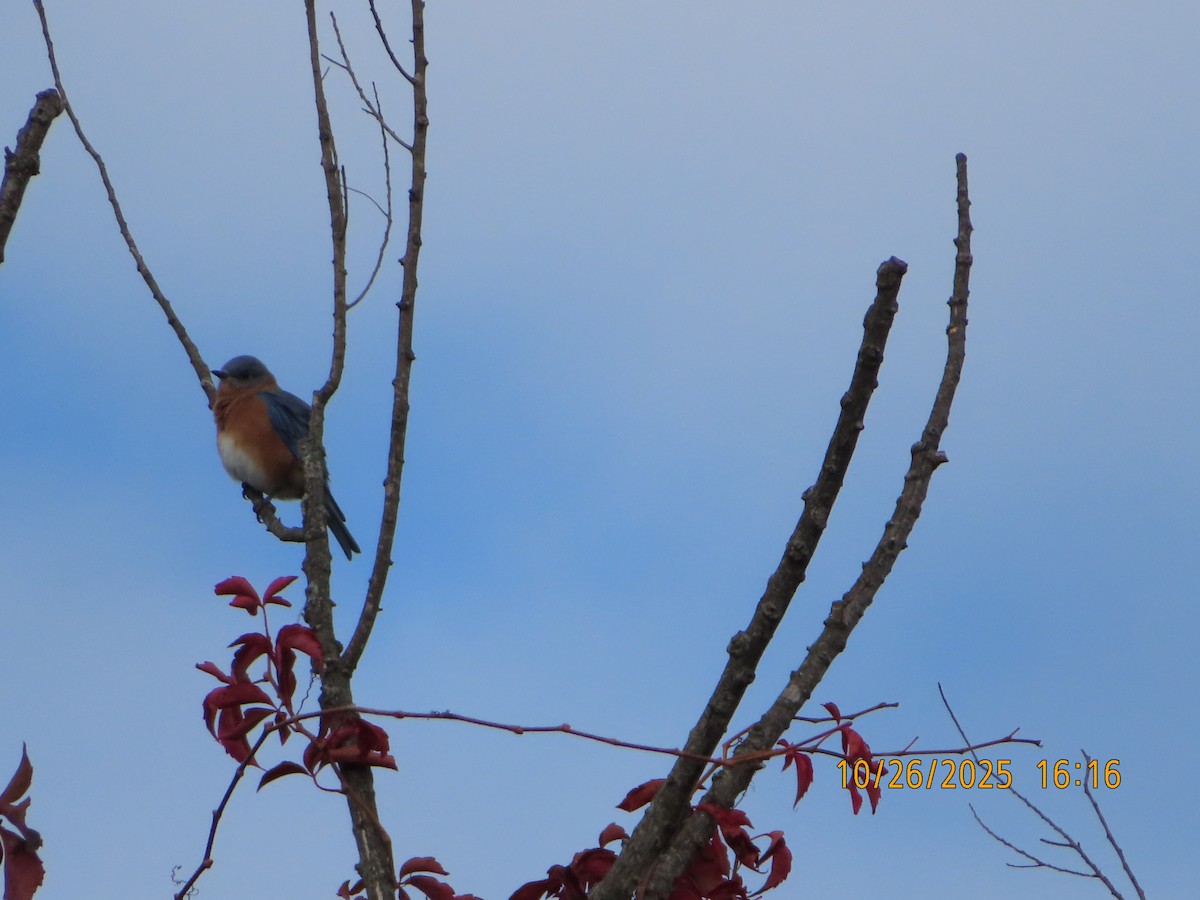 østblåfugl - ML644340243