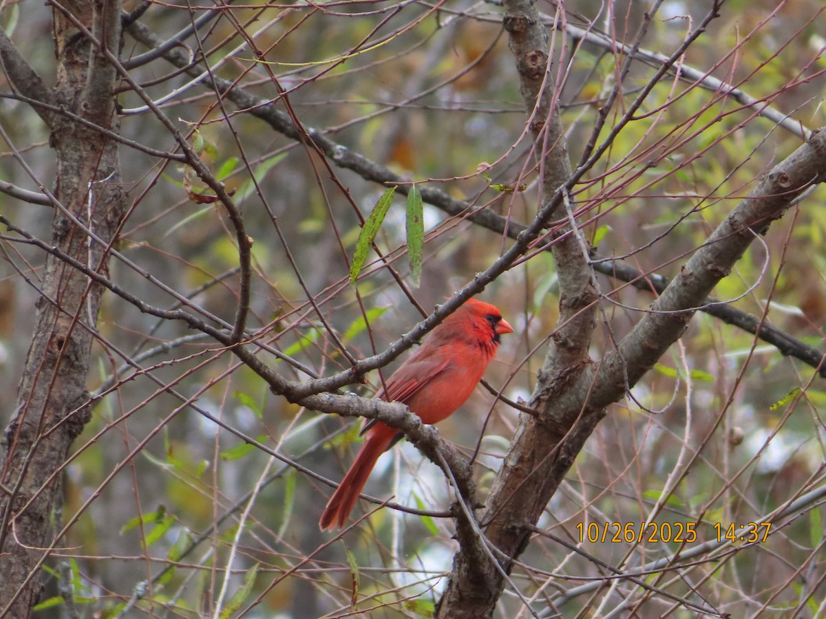 rødkardinal - ML644340249