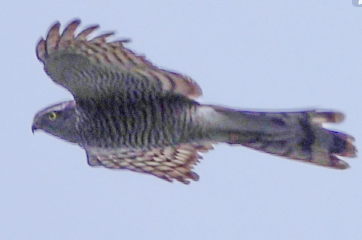 北雀鷹 - ML644340254