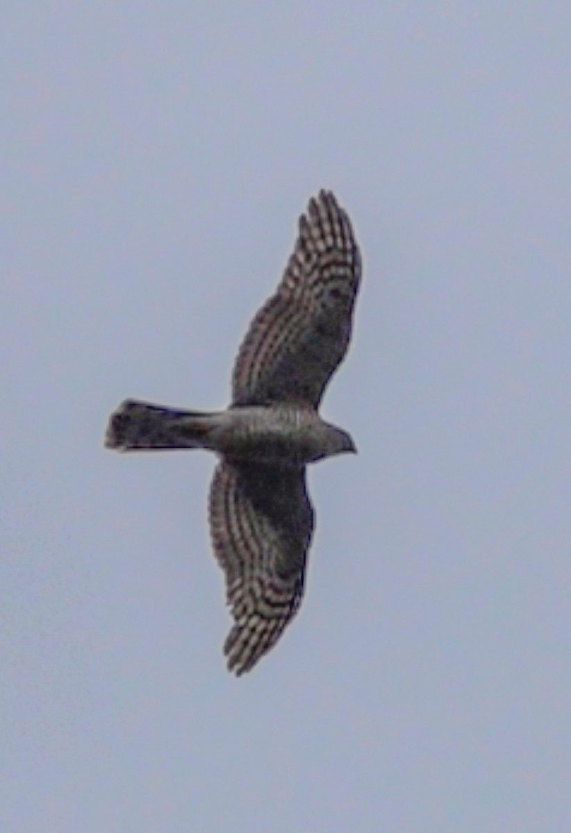 北雀鷹 - ML644340255