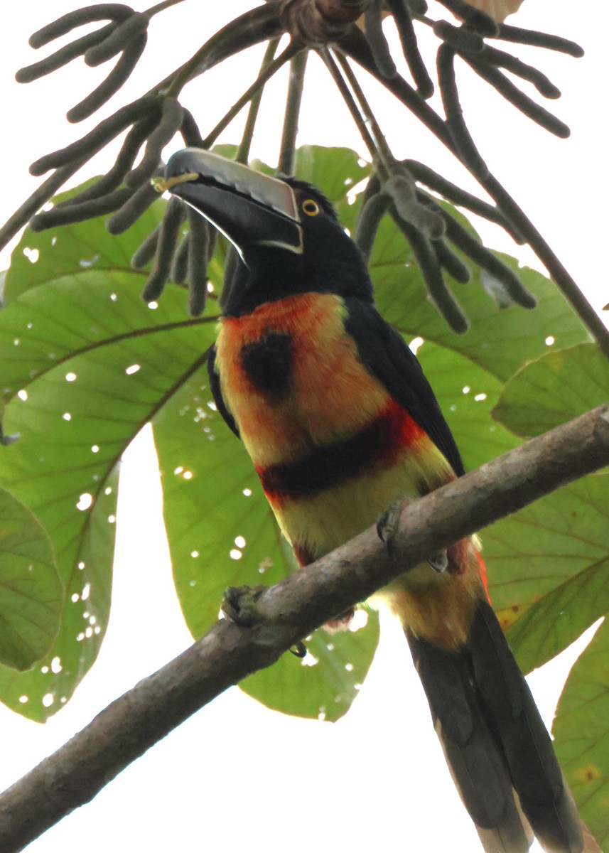 Collared Aracari - ML644340286
