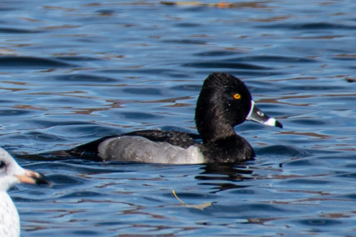 ringand - ML644340290