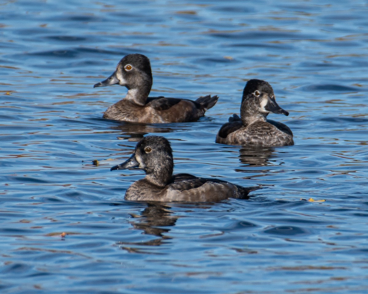 ringand - ML644340292