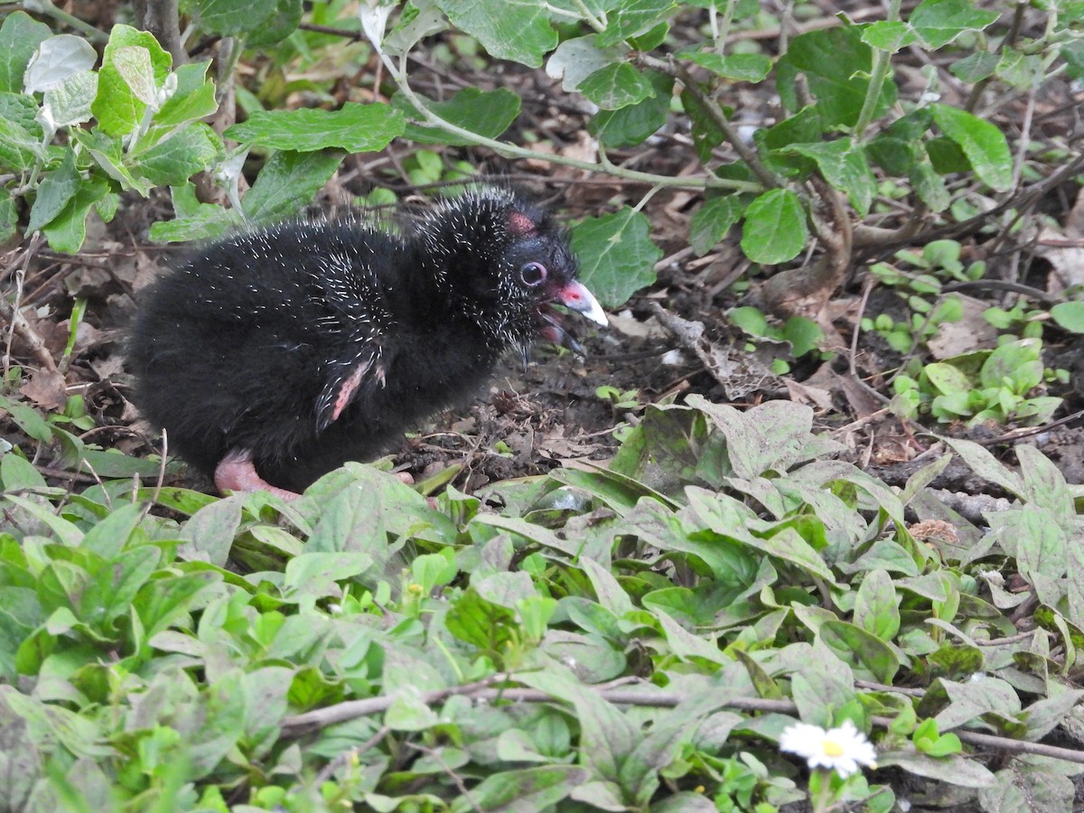 brunryggsultanhøne - ML644340304