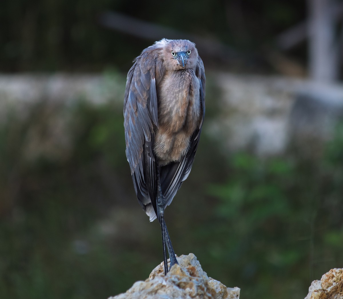 Reddish Egret - ML644340309