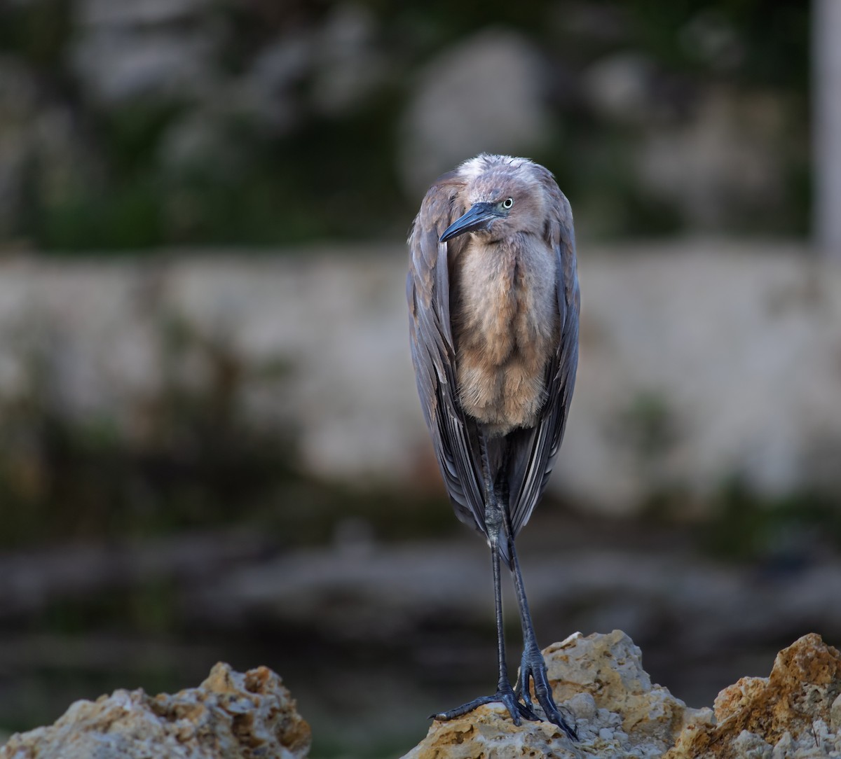 Reddish Egret - ML644340310