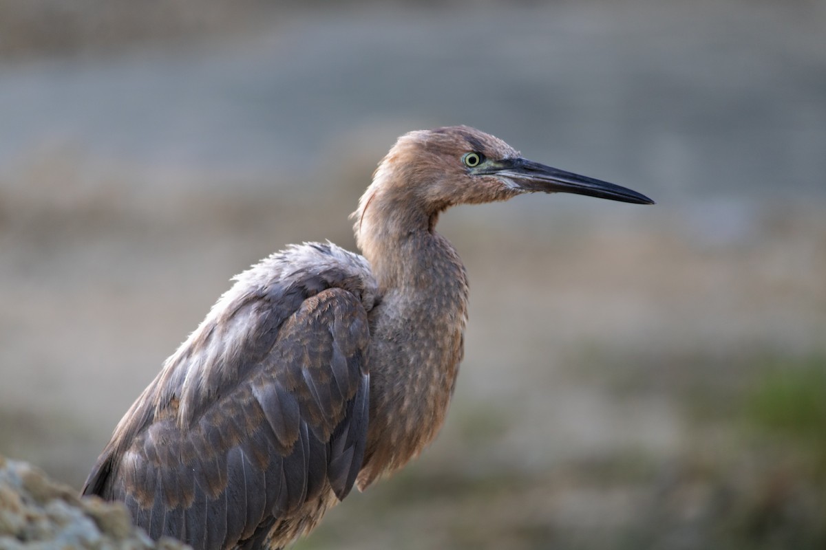 Reddish Egret - ML644340311