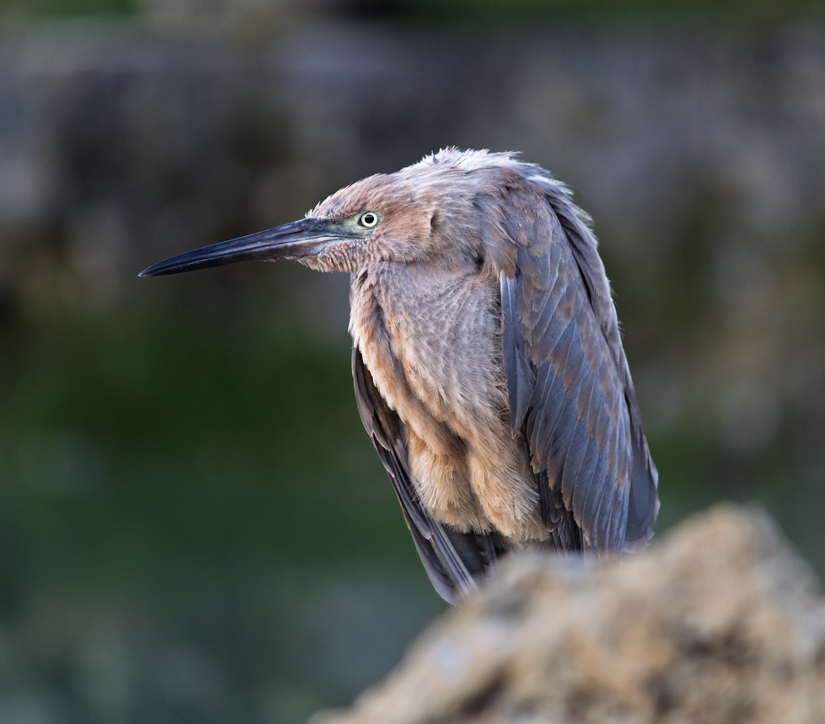 dansehegre - ML644340312