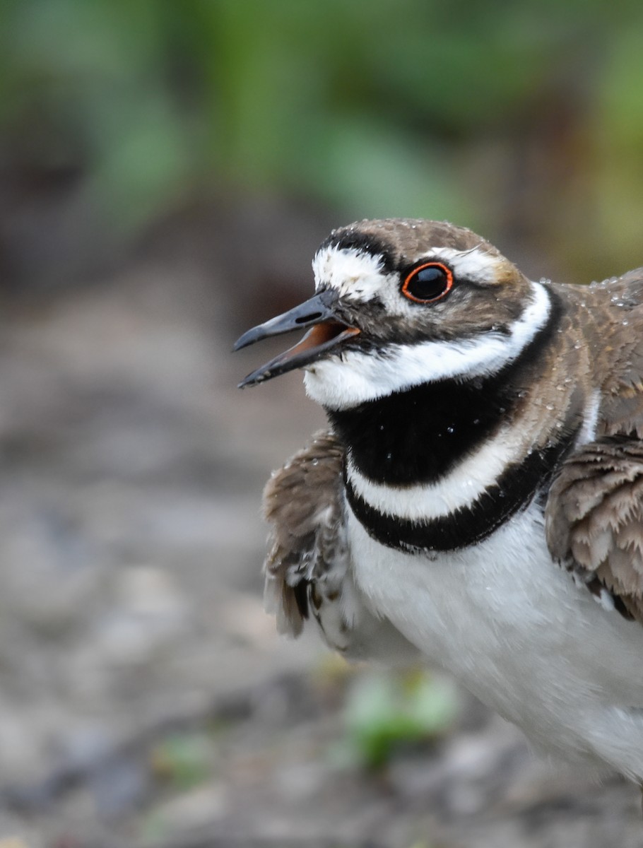 tobeltelo - ML644340313