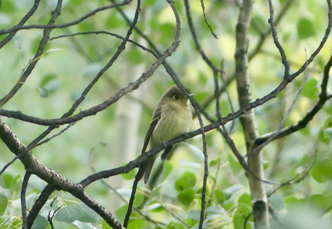 granempid/krattempid - ML644340315